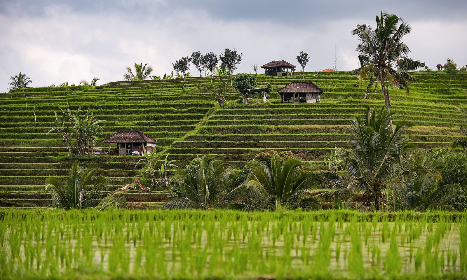 Terraces to Tanah Lot, JATILUWIH & PENEBEL · TABANAN COAST & TANAH LOT