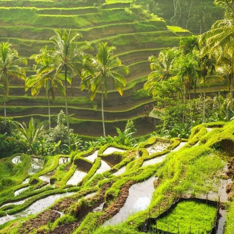 Tegallalang & Sebatu, North Of Ubud