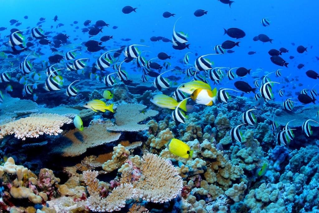 Menjangan Snorkeling & Pemuteran West Bali Marine Escape — photo 7