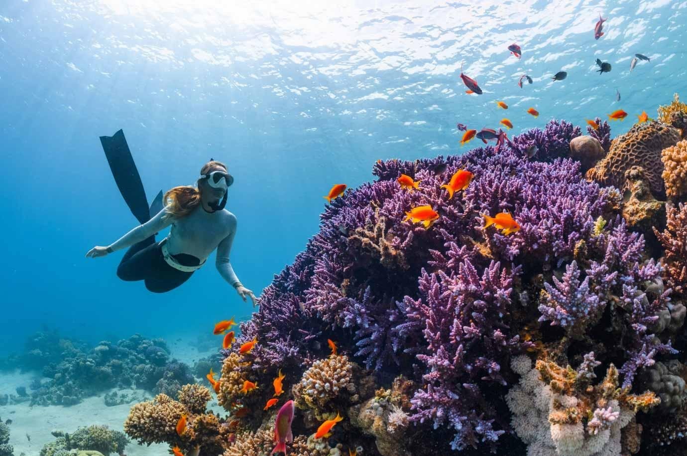 Menjangan Snorkeling & Pemuteran West Bali Marine Escape — photo 8