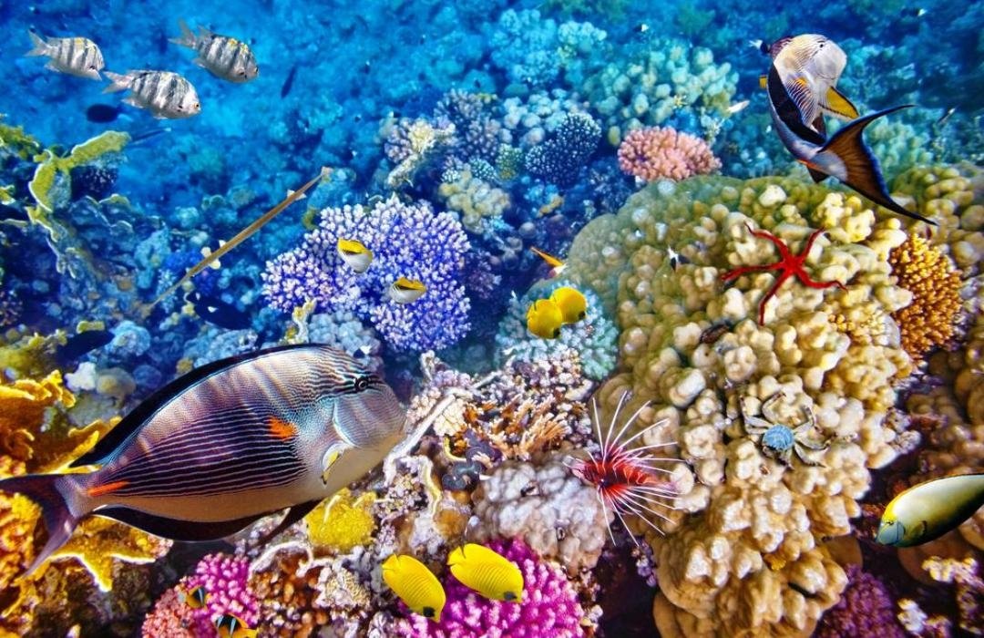 Menjangan Snorkeling & Pemuteran West Bali Marine Escape — photo 1
