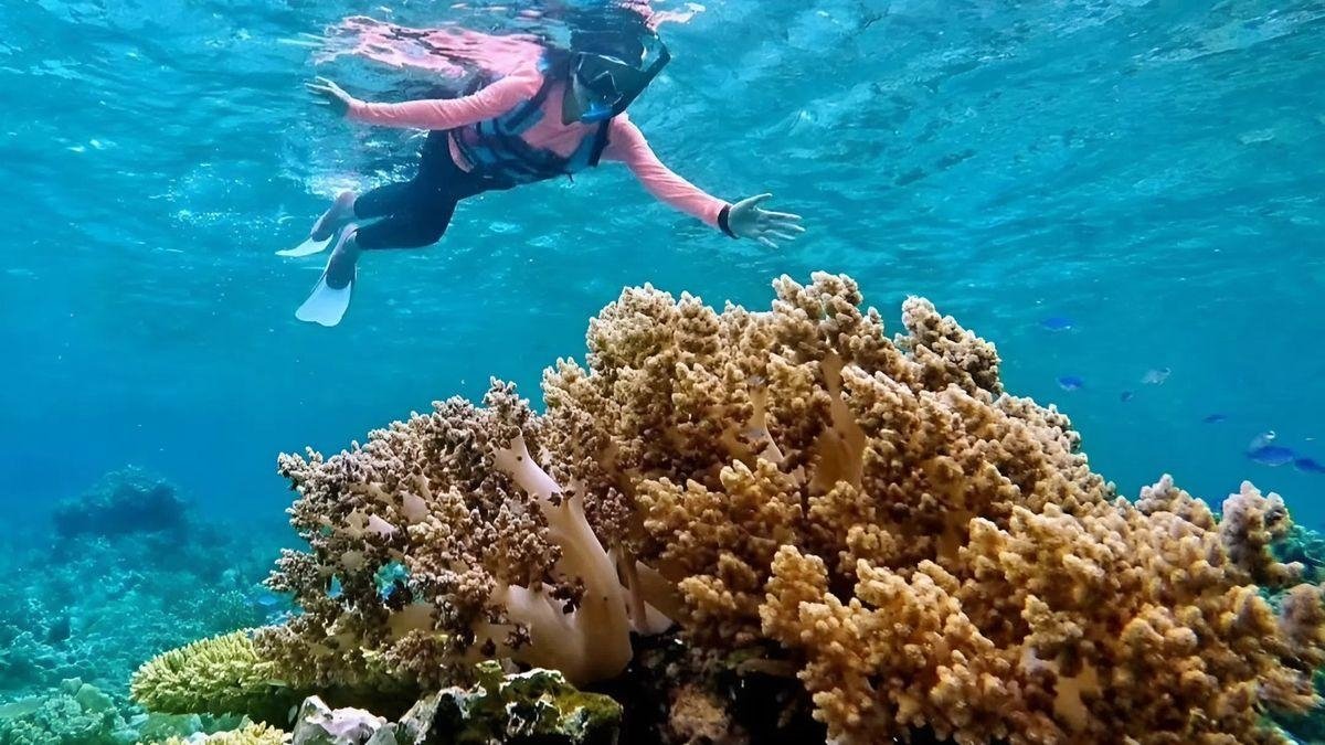 Menjangan Snorkeling & Pemuteran West Bali Marine Escape — photo 3